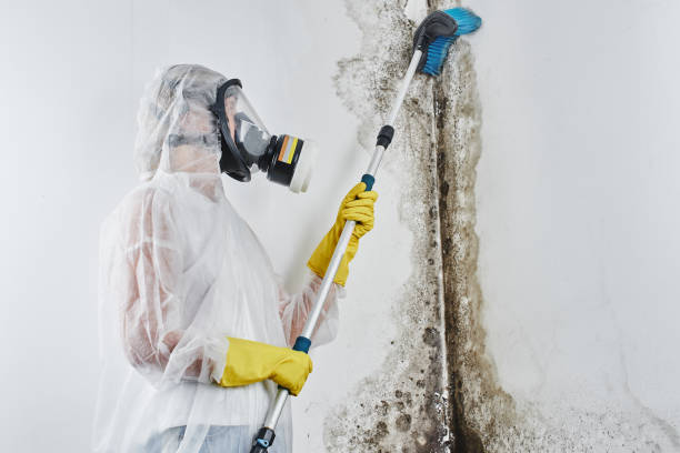 Best Post-Flood Mold Remediation in Central Point, OR