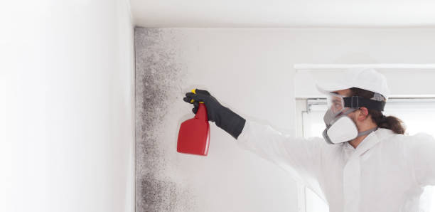 Best Residential Mold Remediation in Central Point, OR