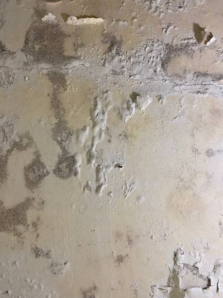 Best Mold Remediation for Schools in Central Point, OR